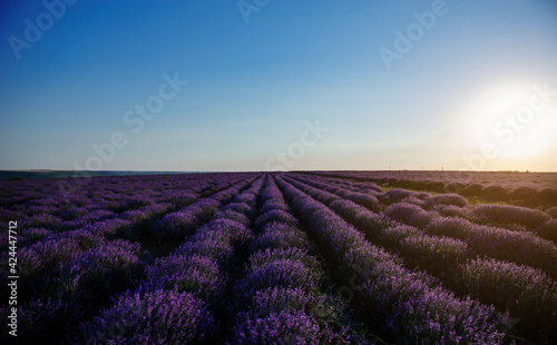 Sunset on the beautiful landscape view of a lavender field.