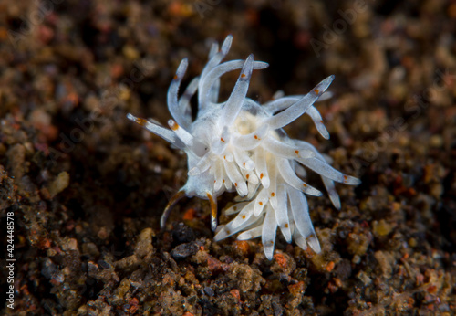 Trinchesia sp. - nudibranch (sea slug). It is a tiny sea creature with a body length of only 10mm. Macro underwater world of Tulamben, Bali, Indonesia. photo