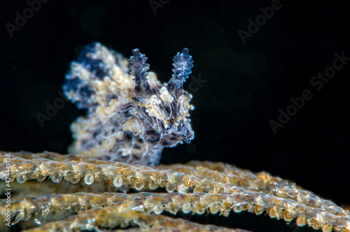 Nudibranch (sea slug) - Polycera sp. Macro underwater world of Tulamben, Bali, Indonesia. photo
