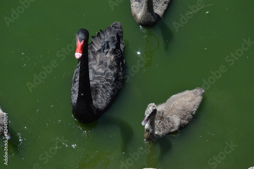 Fototapeta Naklejka Na Ścianę i Meble -  black swan on a pond