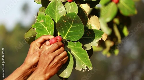 Ficus benghalensis red color fruit or boter fol and the old tree,Banyan tree, man cutting budhi tree fruit ,pipal photo