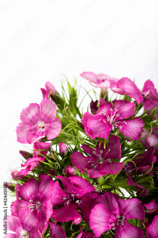 Pink sweet william flower isolated on a white background.