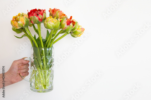 Fototapeta Naklejka Na Ścianę i Meble -  Male hand holding a bouquet of peony tulips in a beer glass on a white background