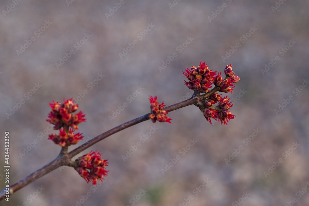 Elm tree spring first red flowers with sunset light. Spring nature close up. New life starting. Red natural corona.