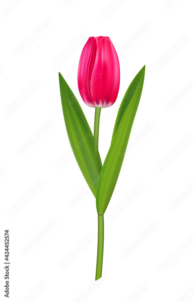 Realistic vector tulip, pink spring flower for design. Realistic vector tulip, pink spring flower for design.