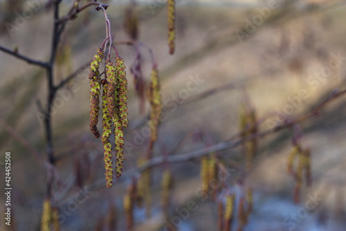 Alder tree blooming. Nature seasonal background in the park. Spring long catkins close up with unfocused branches silhouettes. Pollen allergy starting. Copy space for text.