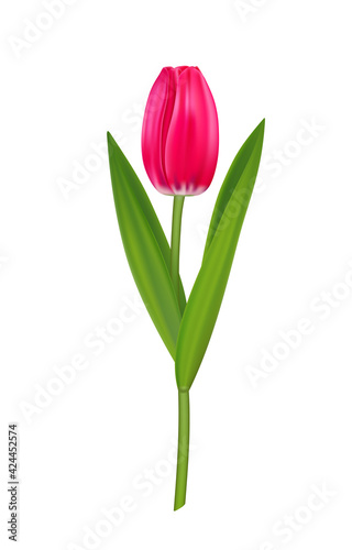 Realistic vector tulip  pink spring flower for design.