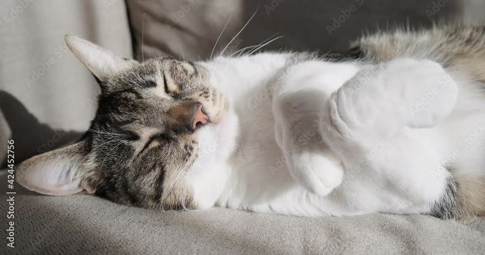 Cute cat sleeping on couch under bright sunlight, abandoned animal shelter concept.