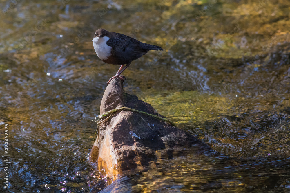 White-throated Dipper (Cinclus cinclus)