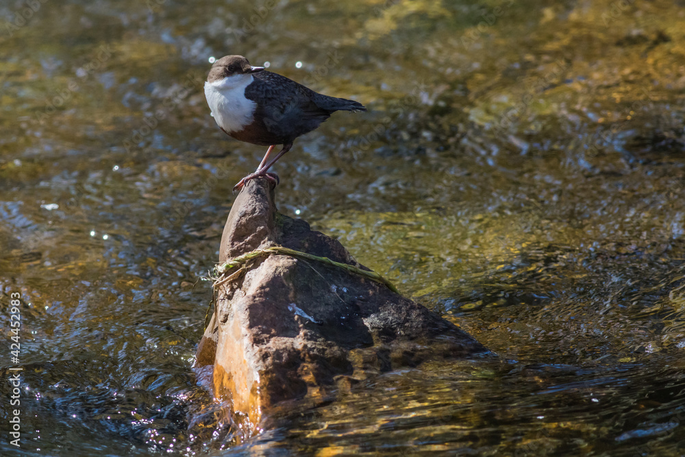 White-throated Dipper (Cinclus cinclus)