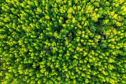 Aerial view of green trees in forest.