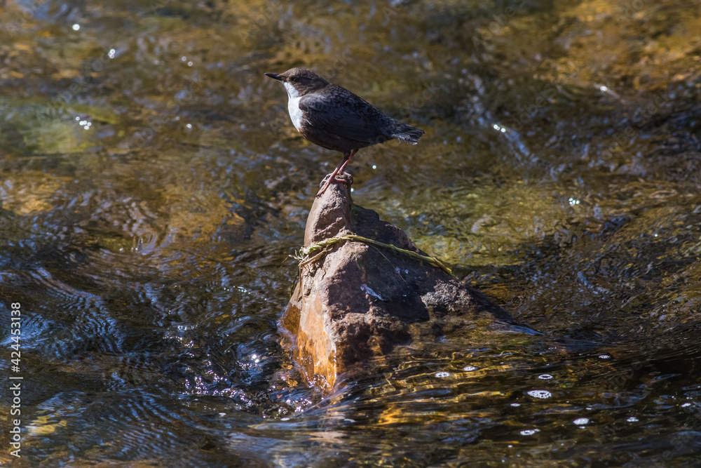 White-throated Dipper (Cinclus cinclus)