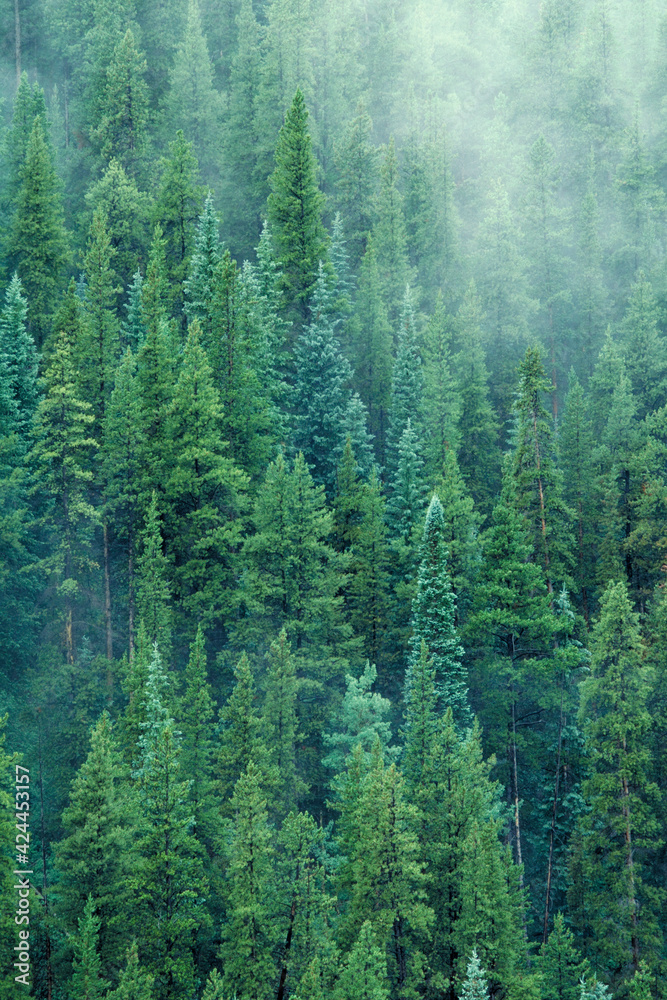 Conifers in Arapahoe National Forest, Colorado