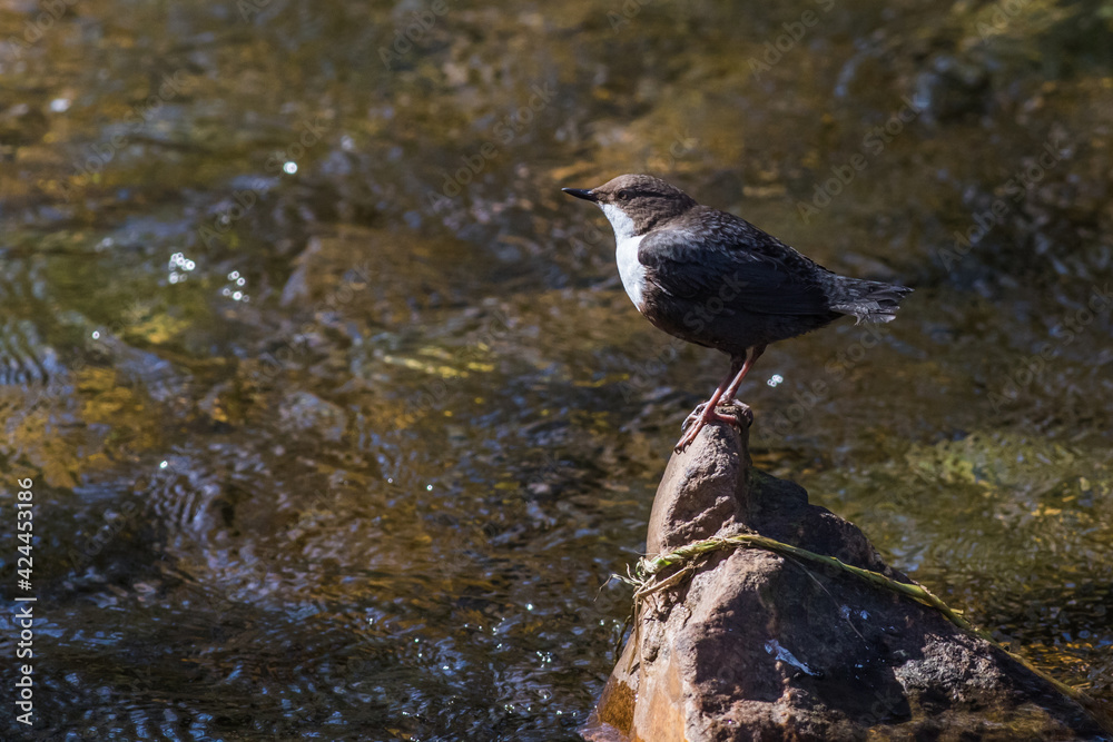 White-throated Dipper (Cinclus cinclus)