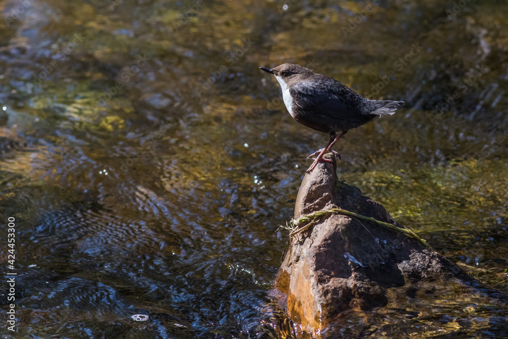 White-throated Dipper (Cinclus cinclus)