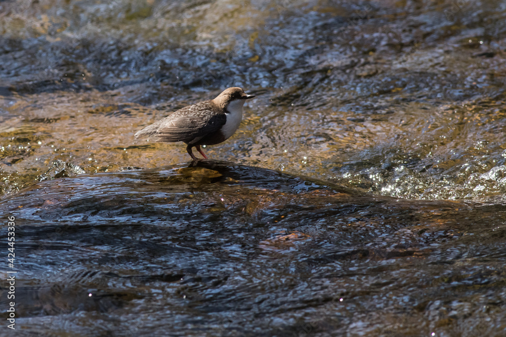 White-throated Dipper (Cinclus cinclus)