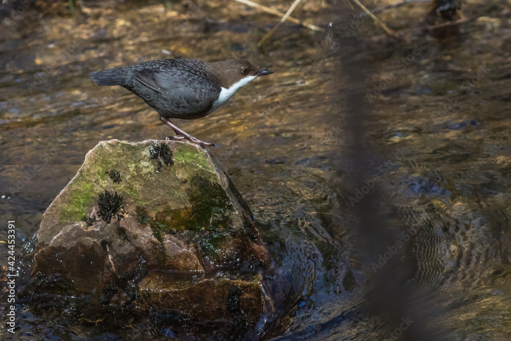 White-throated Dipper (Cinclus cinclus)