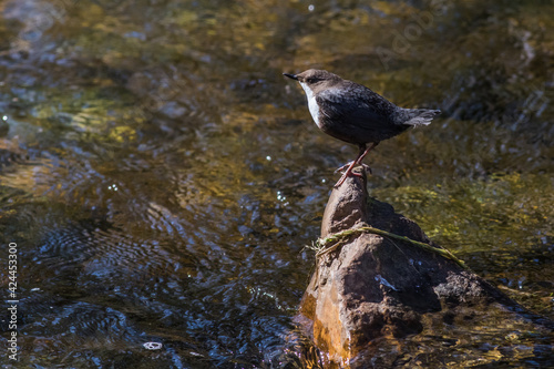 Obraz na płótnie White-throated Dipper (Cinclus cinclus) w salonie