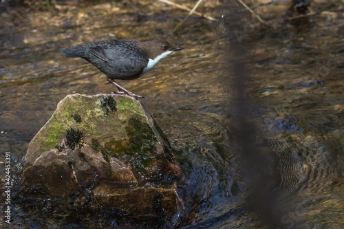 Obraz na płótnie White-throated Dipper (Cinclus cinclus) w salonie