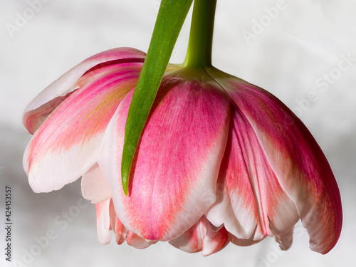 Frühlingsblüte Tulpe