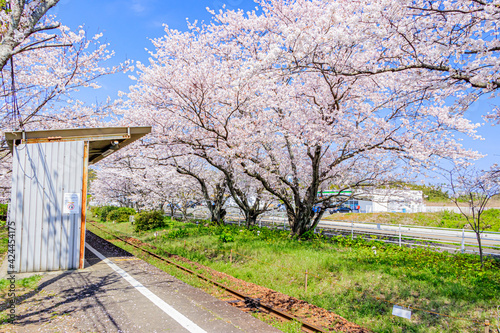 浦ノ崎駅と桜　佐賀県伊万里市　Uranosaki station and Cherry Blossoms Saga-ken Imari city photo