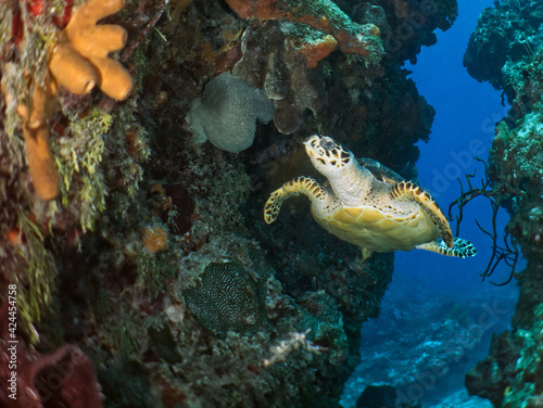 Tartaruga nadando entre os recifes