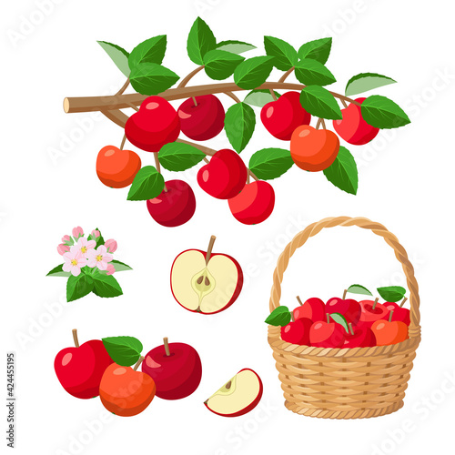 Apple harvest, red apples in basket, on branch, halved apple, red juicy fruits - vector illustration isolated on white background.