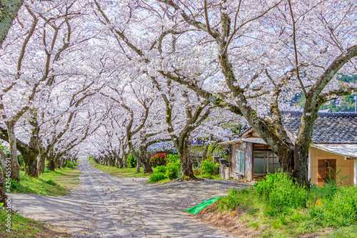 桜並木 円応寺 佐賀県武雄市 Row of cherry blossom trees Ennou temple Saga-ken Takeo city