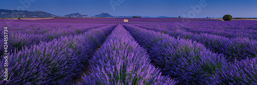Provence lavender fields in Valensole Plateau at twilight in Summer. Alpes-de-Haute-Provence, France