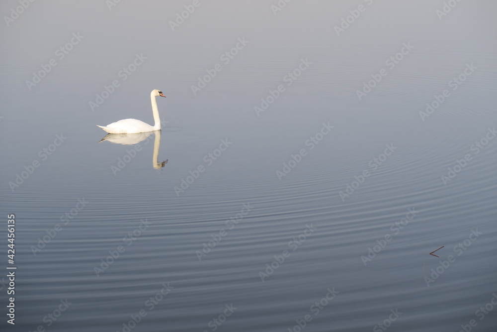 A white majestic swan is creating waves in the crystal blue lake water what is almost a mirror A white majestic swan is creating waves in the crystal blue lake water what is almost a mirror