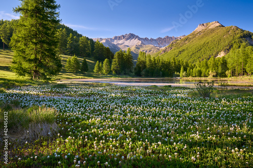 Fototapeta Naklejka Na Ścianę i Meble -  Queyras Nature Park with Lac de Roue lake covered with bogbean late Spring. Arvieux, Hautes-Alpes, French Alps, France
