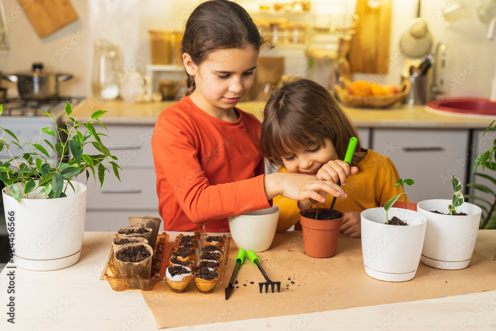 Happy children plant plants at home. Fun homework with the family. Funny Sisters transplanting homemade flowers Happy children plant plants at home. Fun homework with the family. Funny Sisters transplanting homemade flowers