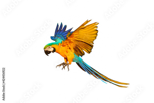 Colorful macaw parrot flying isolated on white