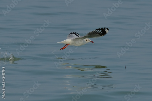 Brown-headed gull