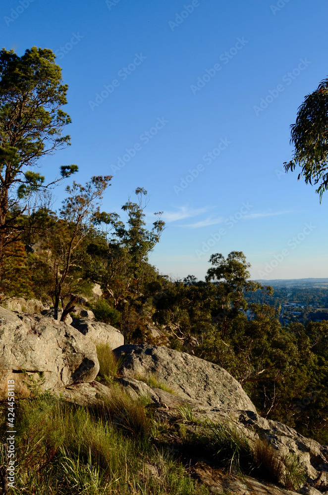 tree in the mountains