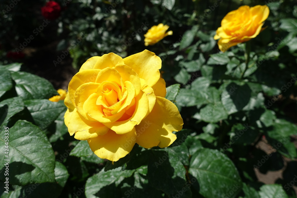 Three amber yellow flowers of rose in June Three amber yellow flowers of rose in June