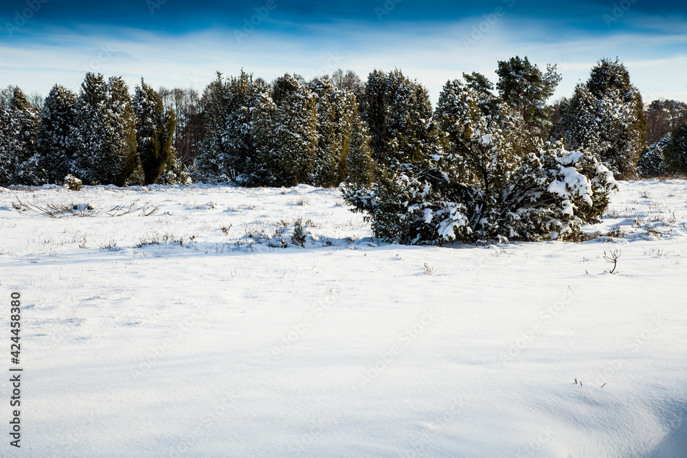 Landscape in the nature reserve Lueneburg Heath in freshly fallen snow, (Calluna vulgaris) Lueneburg Heath, Lower Saxony, Germany, Europe Landscape in the nature reserve Lueneburg Heath in freshly fallen snow, (Calluna vulgaris) Lueneburg Heath, Lower Saxony, Germany, Europe