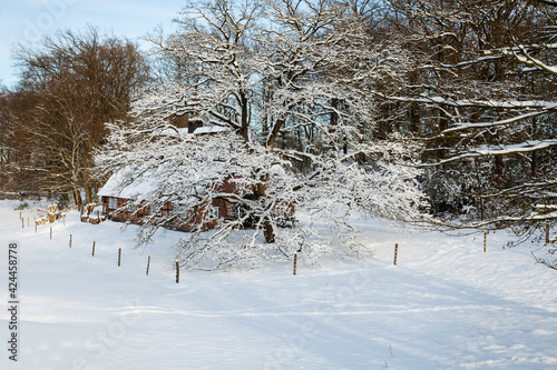  Half-timbered houses in Wilsede, Lueneburg Heath Nature Reserve in freshly fallen snow, (Calluna vulgaris) Lueneburg Heath, Lower Saxony, Germany, Europe photo