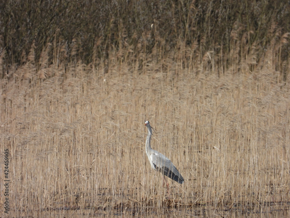 Grey heron Grey heron
