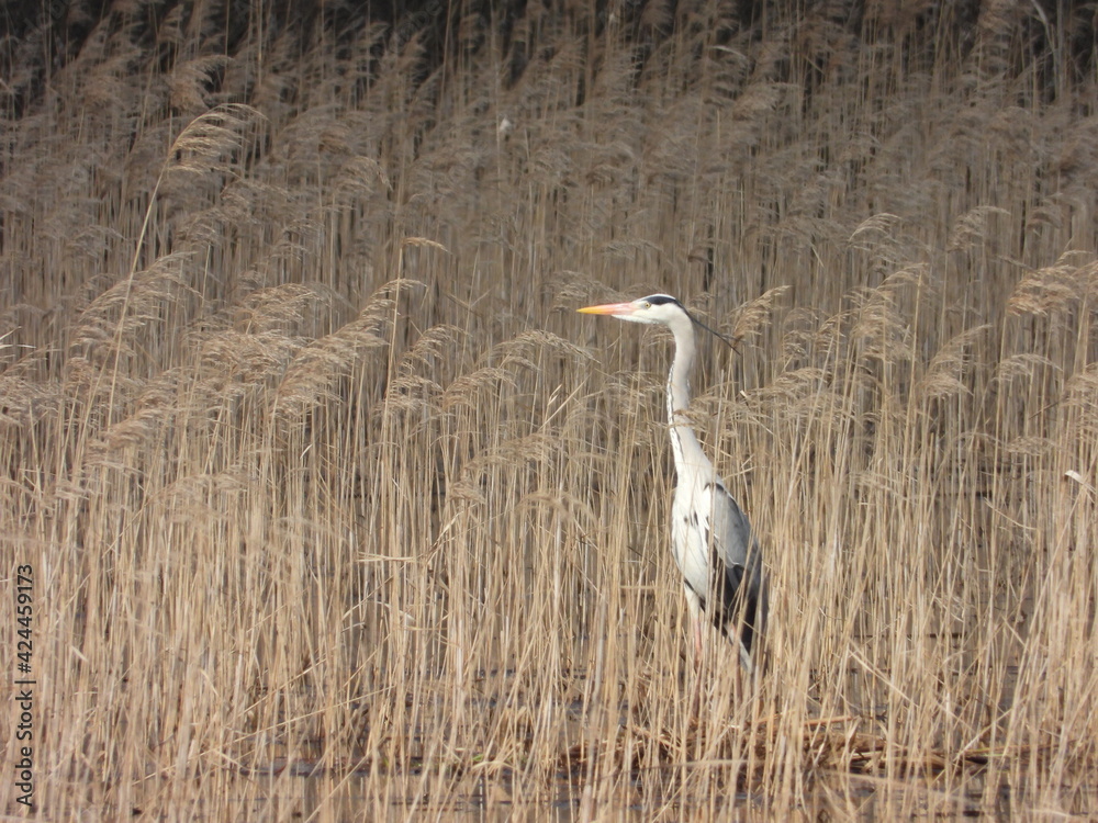 Fototapeta premium Grey heron