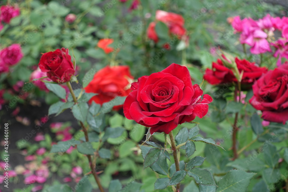 Carmine red flowers of roses in June Carmine red flowers of roses in June