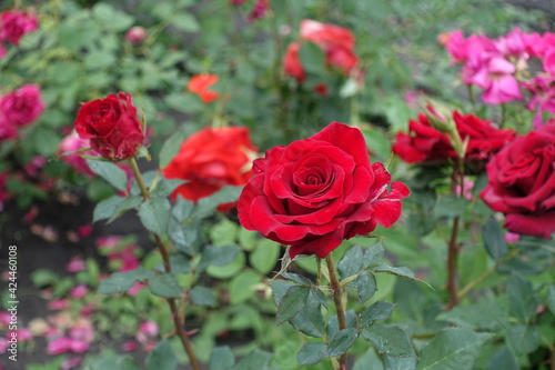 Carmine red flowers of roses in June