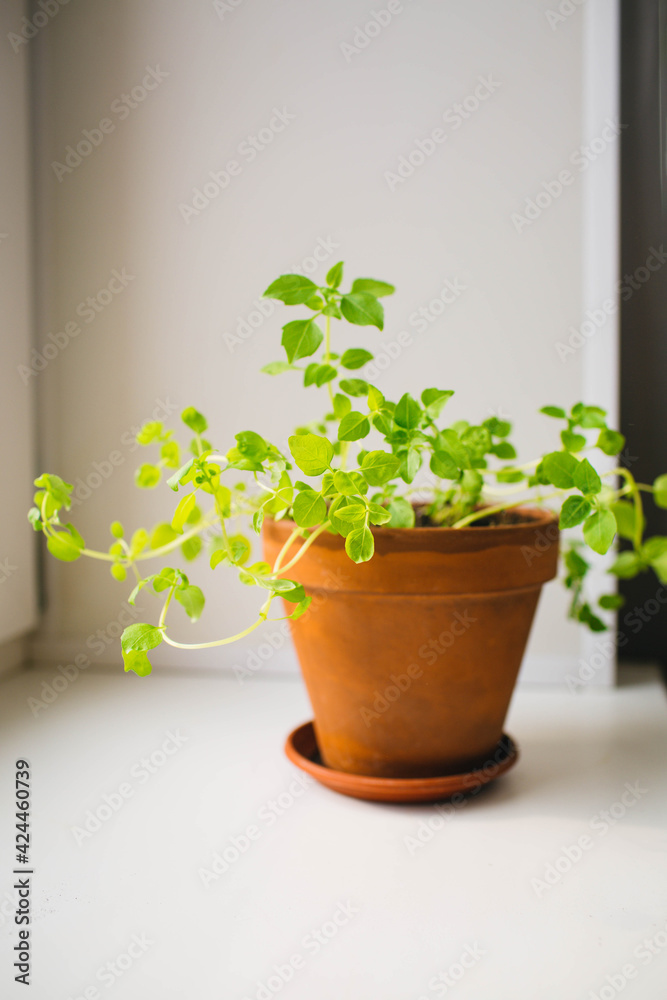 green branches of basil growing in clay pot  indoors