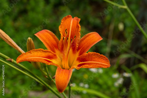 Daylily, flower in the garden, decorativel plant for flower beds. Photo in the natural environment.