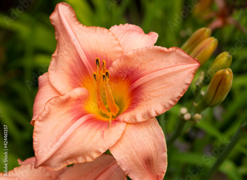 Daylily, flower in the garden, decorativel plant for flower beds. Photo in the natural environment.
