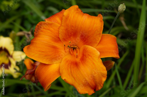 Daylily, flower in the garden, decorativel plant for flower beds. Photo in the natural environment.