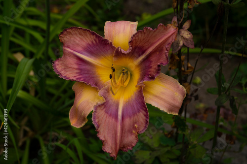 Daylily, flower in the garden, decorativel plant for flower beds. Photo in the natural environment.