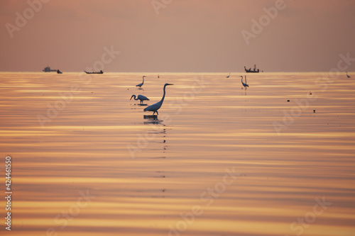 Fotografía Great egrets in the sea with sunrise sky background, Sapanhin, Phuket, Thailand
