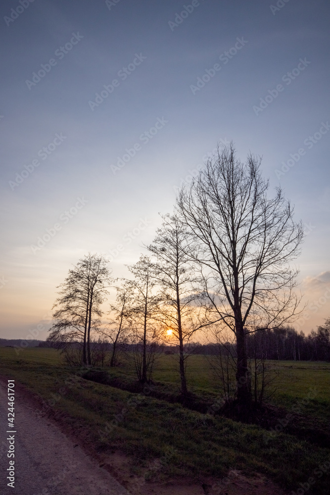 Morning glory sunrise with dark trees in silhouette against an orange hazy background. High quality photo