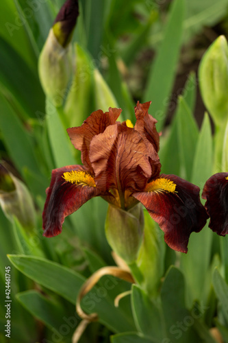 Iris, flower in the garden, ornamental plant for flower beds. Photo in the natural environment.